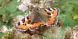 Tortoiseshellsmall